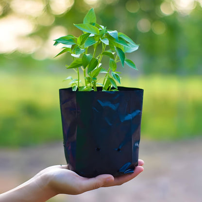 Garden 8 x 10 Inch Plastic Poly Grow Bags for Home Gardens - Perfect for Plantation and Used in Every Plant Nursery - Ideal for Home Plants (Black - 50 Qty)