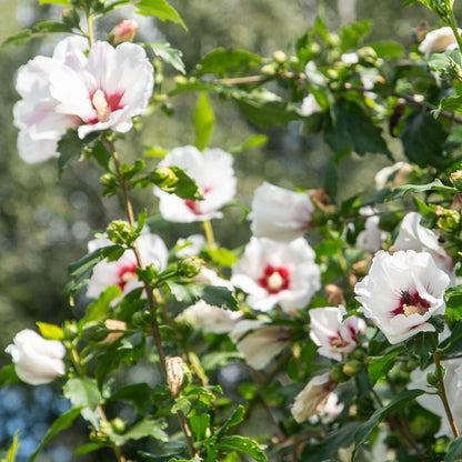 Rose of Sharon Plants Live, Full Rooted from 1.5 to 2.5 Feet Tall, Red White Althea Rose of Sharon Plant, Vibrant Flowers for Summer Color