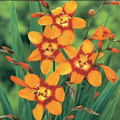 5 Lucifer Crocosmia Blubs - Grows 30-48" Tall.