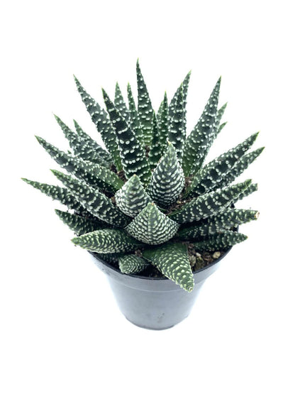 4" Live Plant Cactus Succulent-Haworthia Zebra, Gasteria Hybrid Plant-Fully Rooted, Drought Tolerate, Easy to Grow Indoor/Outdoor.