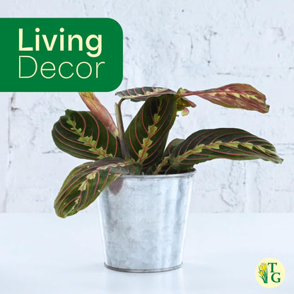 Thorsen's Greenhouse Red Prayer Plant, Live Indoor Plant, Pet Friendly, Popular Houseplant, Red Maranta, Easy to Grow, 4" Diameter Pot (Sage)