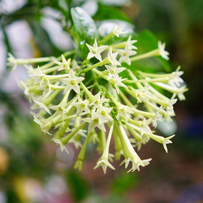 Night Blooming Jasmine Plant Live | Size 4 to 5 Inch Tall | Housewarming Friendship Gifts for Women Best Friend Presents for Mom Birthday Gift for New Home