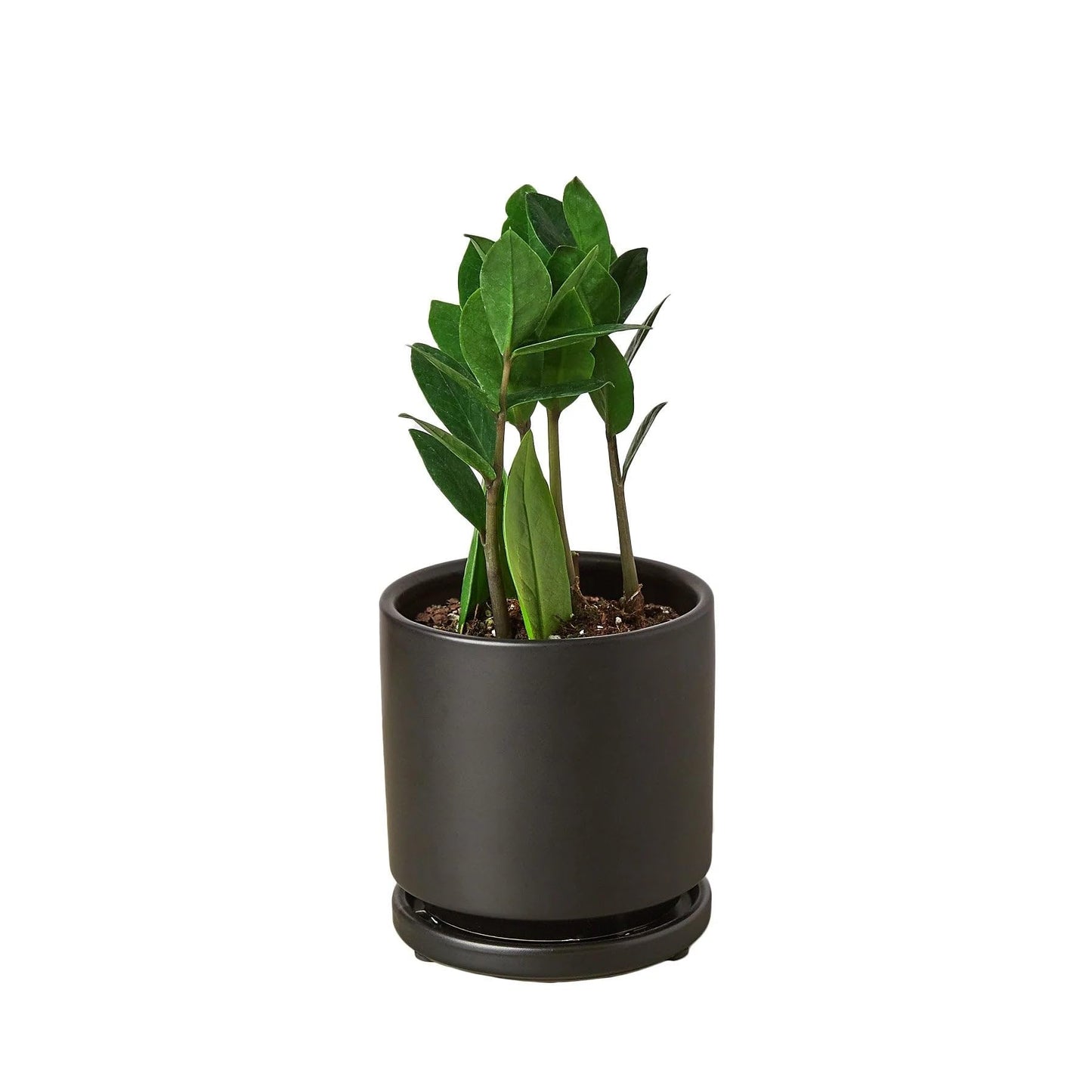 9 Pack Zamioculcas Zamiifolia ZZ in 4in Pot - Live Plants Tropical Houseplants | Variegated | USA Growers | The Snobby Leaf