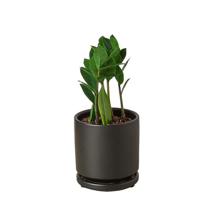 9 Pack Zamioculcas Zamiifolia ZZ in 4in Pot - Live Plants Tropical Houseplants | Variegated | USA Growers | The Snobby Leaf