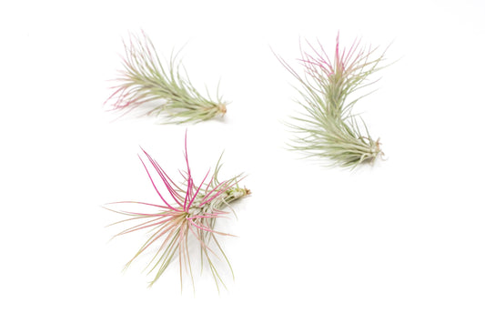 Fuchsia Colorful Tillandsia Air Plants - Long Lasting Color Enhanced Live Tillandsia Succulent House Plants - Home and Garden Decor - Easy Care Indoor/Outdoor Plants (Funckiana, Pack of 3)