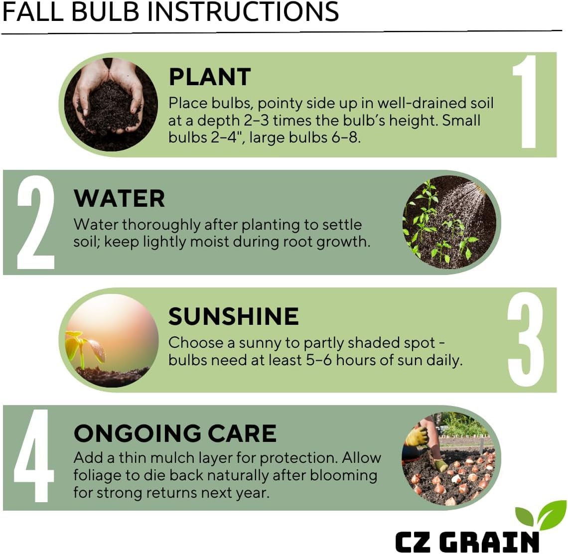 Pink Charm Daffodil Bulbs for Planting - Easy to Grow Perennial Flowers for Garden or Containers (5 Bulbs)