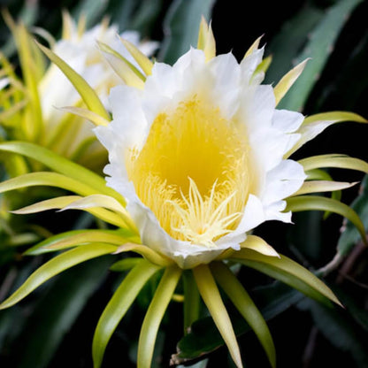 Dragon Fruit Plant Live in 3 Gallon Pot, Tropical Fruit Tree Cactus for Outdoors