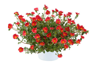 Red Flare Portulaca Live Plants | Pack of 2 (Two) | 5-9" Tall | Moss Rose Purslane | Drought Tolerant Trailing Succulent for Hanging Baskets & Rock Gardens | Intense Scarlet Blooms
