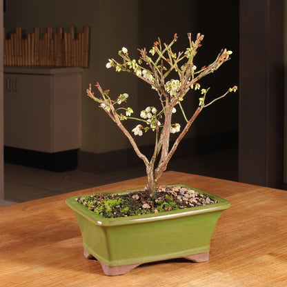 Brussel's Bonsai Live Dwarf Blueberry Bonsai Tree - Small, 4 Years, 6 to 8 Inches Tall - Outdoor Live Bonsai Tree with Ceramic Bonsai Pot