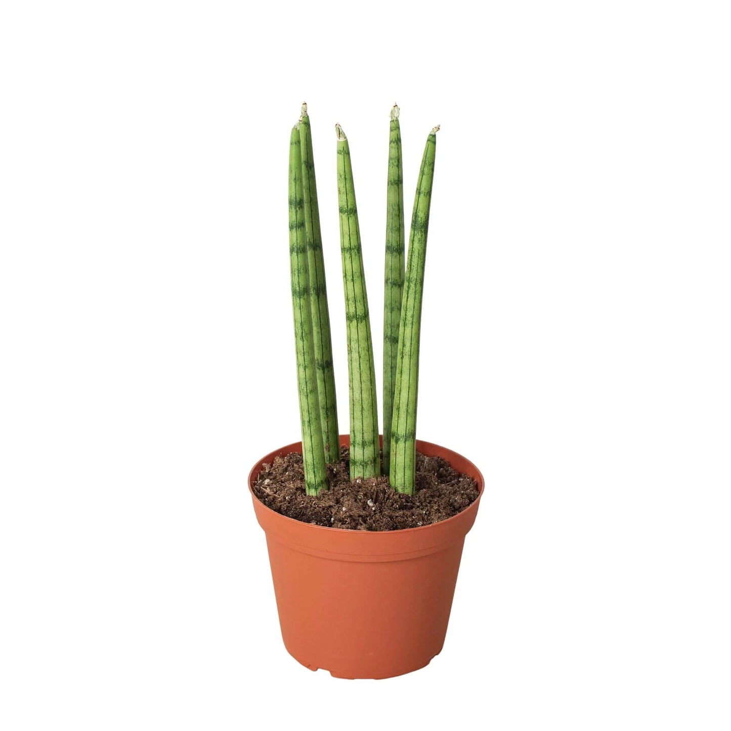 7 Pack Snake Plant Cylindrica in 4in Pot - Live Plants Tropical Houseplants | Variegated | USA Growers | The Snobby Leaf