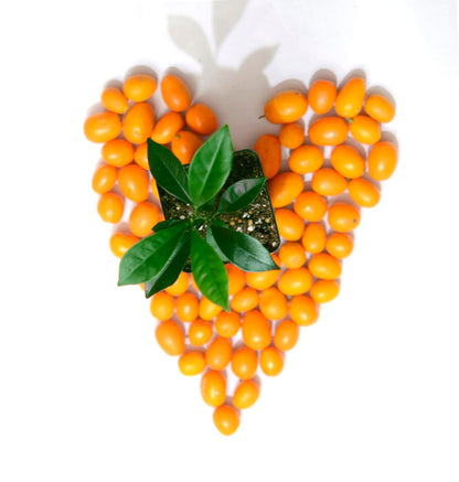 Kumquat Tree Starter Plant. Fortunella Margarita. 3" - 5"