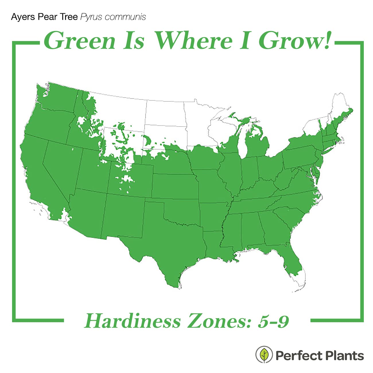 Perfect Plants Ayers Pear Tree 4-5 Feet | Live Trees for Outdoor Planting | Sweet Fruit for Fresh Eating or Canning | Sugar Pear Fruits Delicious and Healthy