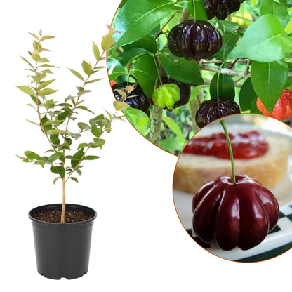 Black Surinam Cherry Plant Live, Cherry Fruit Trees Live Plants, 22-26 Inc Tall, Well - Rooted in 1 Gallon Pot, Edible and Sweet Fruit for Outdoor Garden and Container Growing