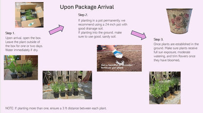L+ Grosso Lavender — 1 Live Plant in 4" Pots — Deep Violet Flowers — Fragrant, Bee-Friendly, Drought & Deer Resistant Perennial — Zones 5–9, Cut Flower & Sachet