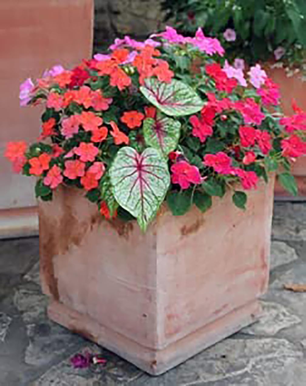 Dwarf Gingerland Caladium Bulbs - White with Red Marks - Top Size Roots - Hardy in Zones 9-11 - Compact Foliage for Gardens and Containers