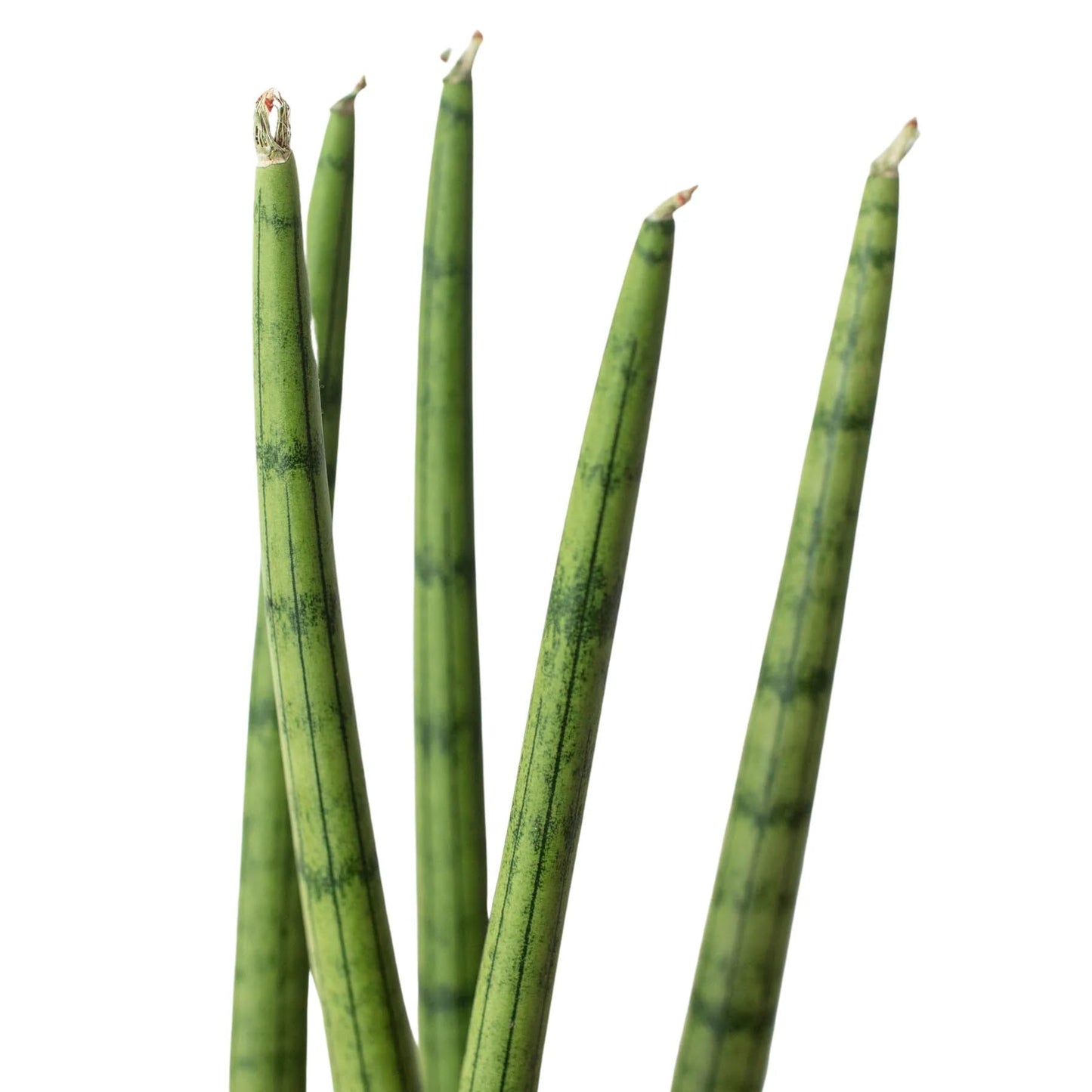 5 Pack Snake Plant Cylindrica in 4in Pot - Live Plants Tropical Houseplants | Variegated | USA Growers | The Snobby Leaf