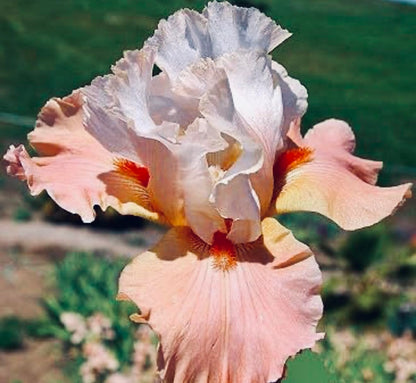 Premium Bearded Iris ‘Struck Twice’ Rhizome/Root/Bulbs (1 ea) - Amazon 30-Day Returnable Guarantee