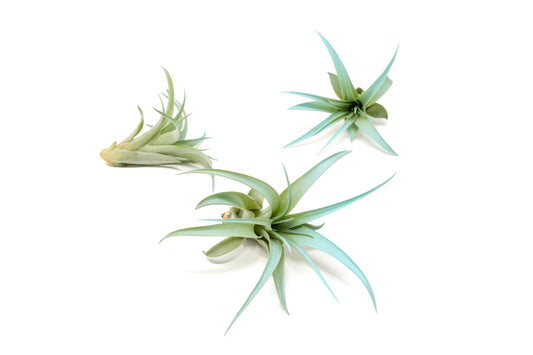 Light Blue Colorful Tillandsia Air Plants -Long Lasting Color Enhanced Live Tillandsia Succulent House Plants - Home and Garden Decor -Easy Care Indoor/Outdoor Plants (Brachycaulos Abdita, Pack of 3)