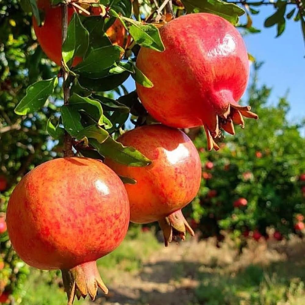 Pomegranate Plants Live for Planting 20-24 Inches Tall in Gallon Pot, Farfianka Pomegranate Live Tree, Easy-Care Landscape Tree for Home Gardens & Backyards, No Ship to CA,HI,AK