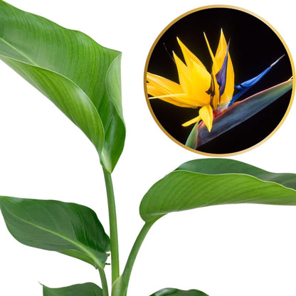 Bird of Paradise Plant Live, 5" to 12" Tall, Established Roots, Strelitzia Reginae Live Plant Houseplant Indoor Outdoor (Yellow)