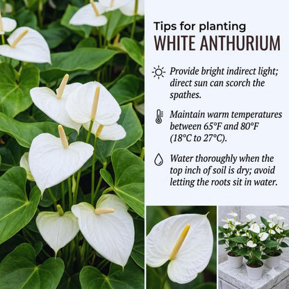 White Anthurium Plant Live, Anthurium Flower Tree, 6'' Pot, Houseplant Live Plant for Home Decoration, No Ship to CA