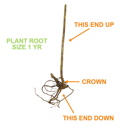 Garden State Bulb Himrod Seedless Grape Bare Root for Planting, Non-GMO, Spring Planting (Bag of 2)