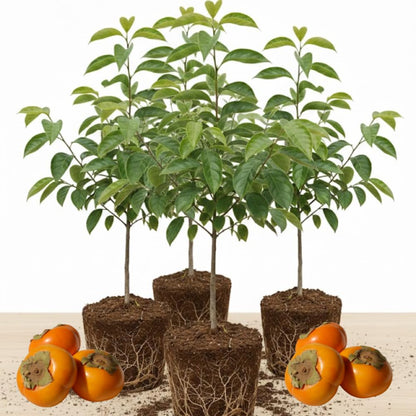 (No Ship to CA) 4 Persimmon Tree Live Bare Root Seedlings | | 1-2ft Tall | Cold-Hardy North American Native Fruit Tree | Well-Rooted Plants for Home Garden | Dormant Plant