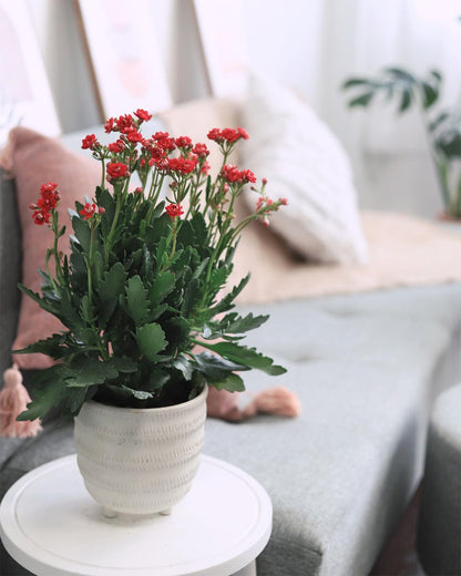 Live Indoor Flowering Houseplants, Red Kalanchoe blossfeldiana Flaming Katy in 4" Grower Pot, Easy Care Houseplants, Live Plants for Home and Office Decor