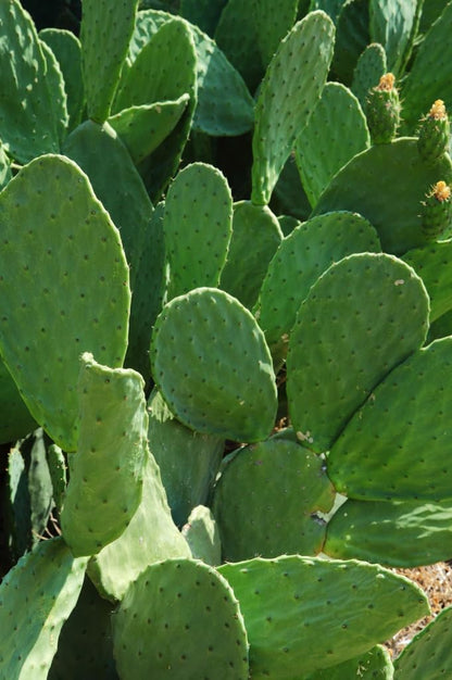 Spineles 3 Pads Thornless Edible Nopales Prickly Pear Cactus Opuntia Cacanapa Succulents Cutting Planting by Exotic-Succulent-Collection