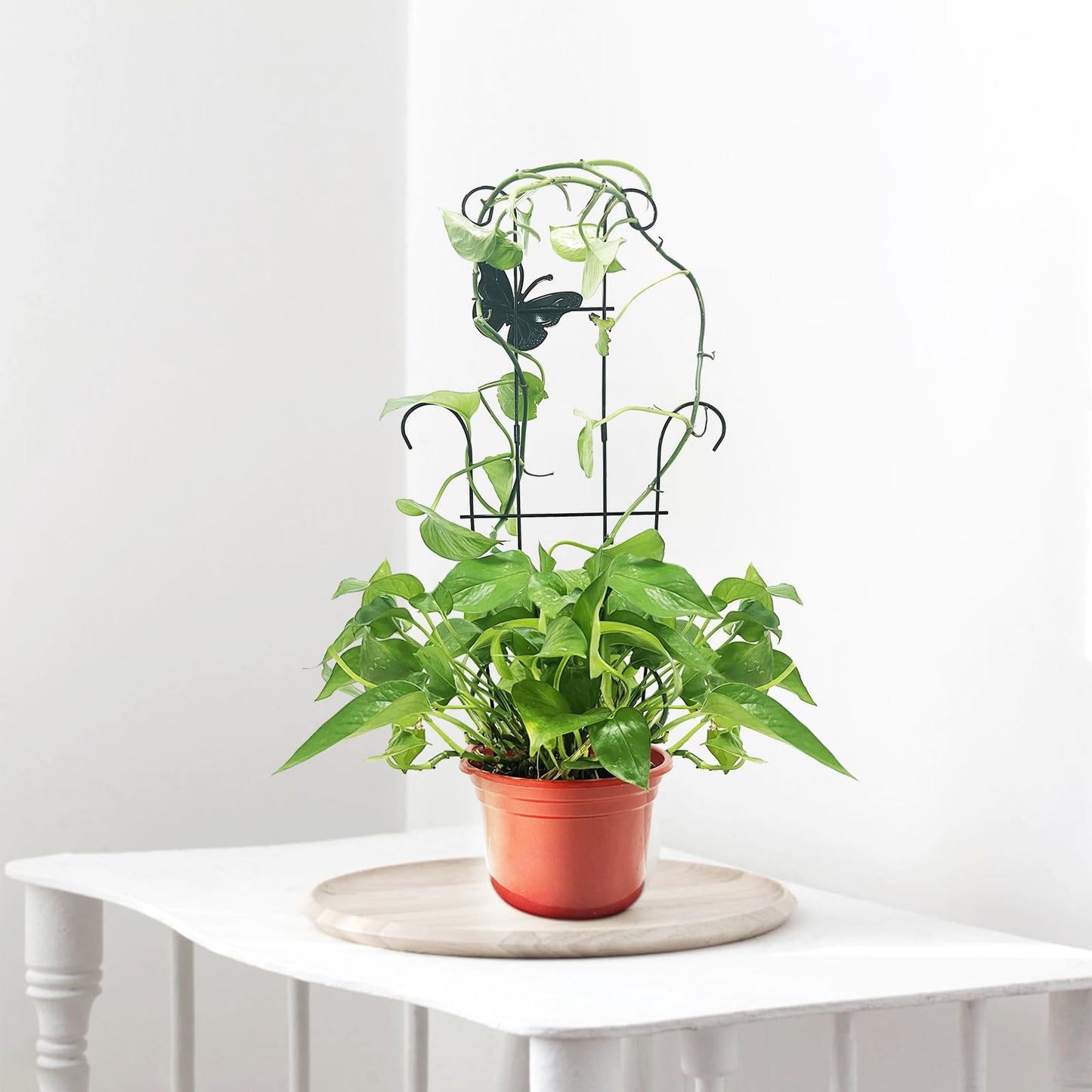 CHOUYUHE 23 Inch Plant Trellis for Potted Plants, Sturdy Metal Houseplant Trellis for Climbing Plants Indoor Outdoor, Rust-Resistant Plant Support for Monstera Pothos Ivy, 2 Pack (2, 23inch)