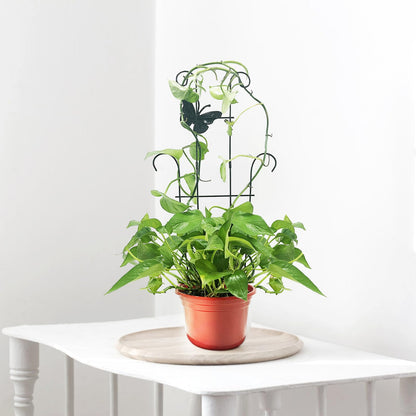 CHOUYUHE 23 Inch Plant Trellis for Potted Plants, Sturdy Metal Houseplant Trellis for Climbing Plants Indoor Outdoor, Rust-Resistant Plant Support for Monstera Pothos Ivy, 2 Pack (2, 23inch)