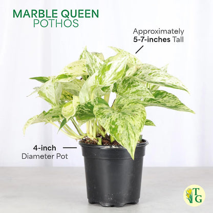 Thorsen's Greenhouse Marble Queen Pothos, Live Indoor Plant, Easy to Grow, Rare Variegated Houseplant, Natural Air Purifier, 4-inch Diameter Pot (White)