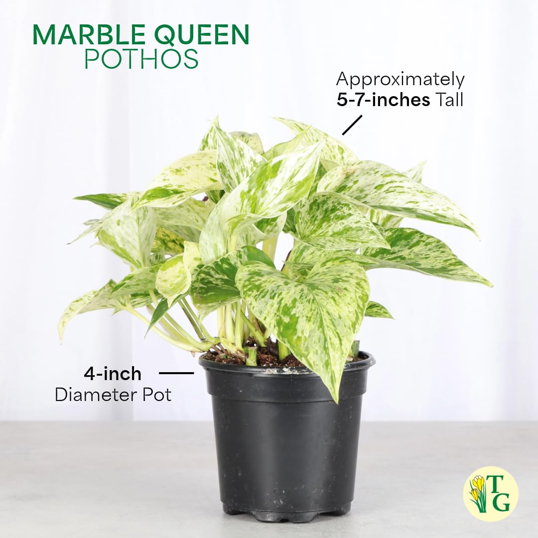 Thorsen's Greenhouse Marble Queen Pothos, Live Indoor Plant, Easy to Grow, Rare Variegated Houseplant, Natural Air Purifier, 4-inch Diameter Pot (Coffee)