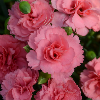 Live Plant from Green Promise Farms, Proven Winners Dianthus Fruit Punch Classic Coral Pinks, Pink Flowers - #1 Gallon Container - This Plant Does NOT Ship to AZ, CA, HI, ID, MT, NV, OR, PR, UT & WA!