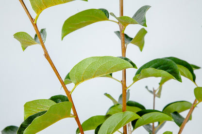 Perfect Plants Fuyu Asian Persimmon Tree Live Plant, Produces Fruit, 3-4 ft, Self-Pollinating
