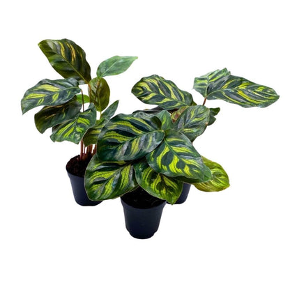 BubbleBlooms Calathea makoyana 2 inch Set of 3 Peacock Prayer Plant Tiny Mini Pixie Plants