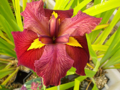 Louisiana Iris Bog Pond Plants Bundle - 4 Pre-Grown Louisiana Irises Marginal Pond Plants in Purple, Red, Yellow, White from AquaLeaf Aquatics
