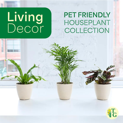 Thorsen's Greenhouse Live Pet Safe Houseplants (4 Pack), Easy to Grow, Pet Friendly & Non-Toxic, Grower's Choice Bundle, 4-inch Diameter Established Plants, Nursery Pot (4-Pack)