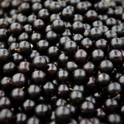 Sabara Jaboticaba Tree Live Plant, Jabuticaba Fruit Tree, Sweet and Edible Fruit for Outdoor Gardening, Starter Tree in Pot (One Gallon)