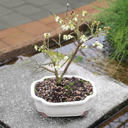 Brussel's Bonsai Live Dwarf Blueberry Bonsai Tree - Small, 4 Years, 6 to 8 Inches Tall - Outdoor Live Bonsai Tree with Ceramic Bonsai Pot