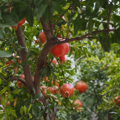 Wonderful Pomegranate Live Plant 4" Pot, Sweet Edible Pomegranate Fruit Plant for Indoor Outdoor Garden