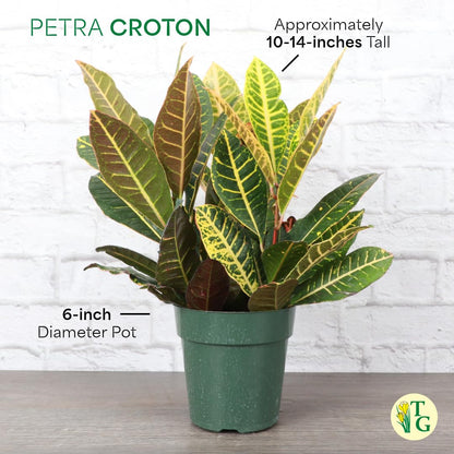Thorsen's Greenhouse Live Petra Croton Plant, Codiaeum Variegatum, Colorful Foliage, Live Indoor Houselant (Nursery Pot, 6-inch Pot)