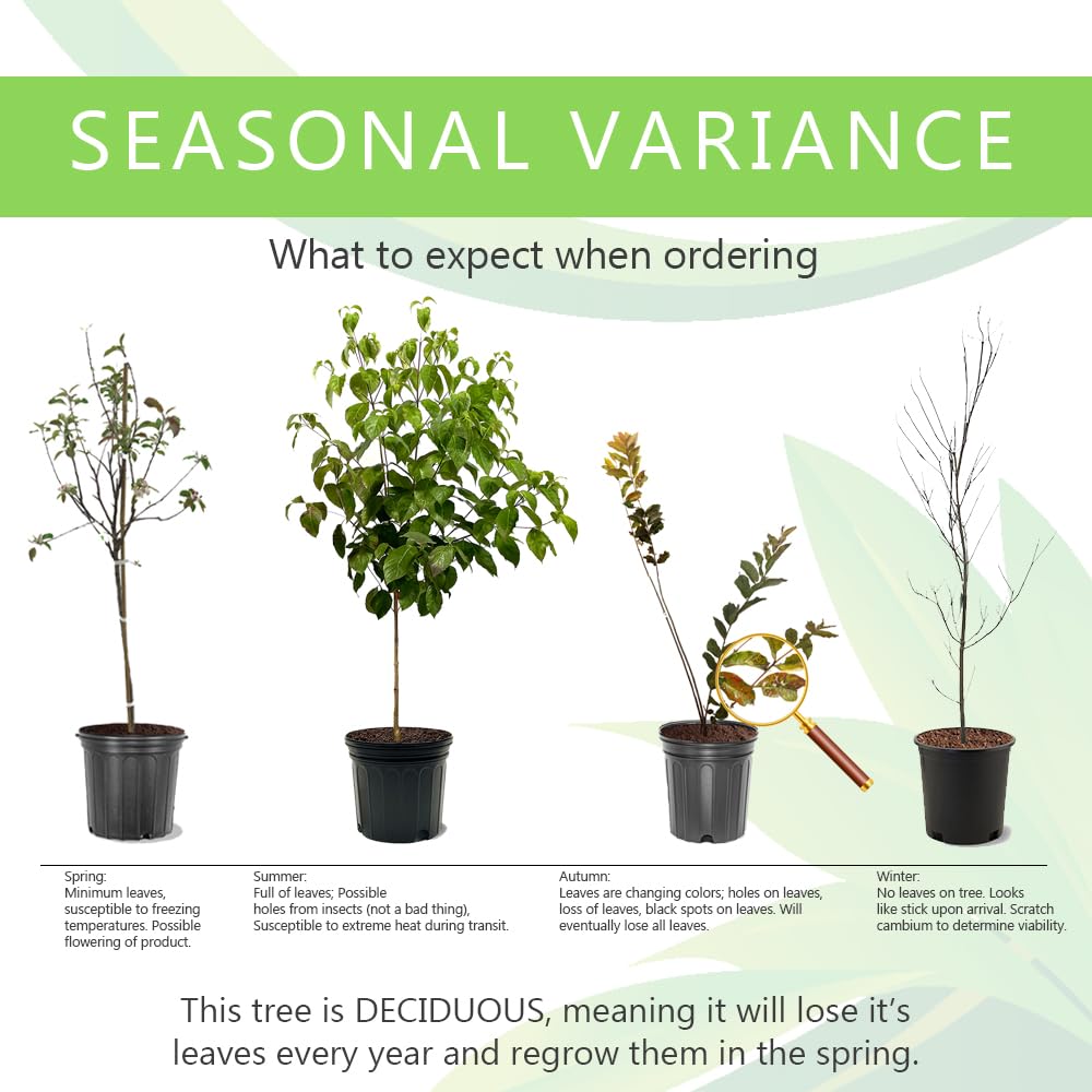 Nuttall Oak Tree, Adaptable, Deciduous, Shade Tree, Acorn Producing, 5 gal, Nursery Pot