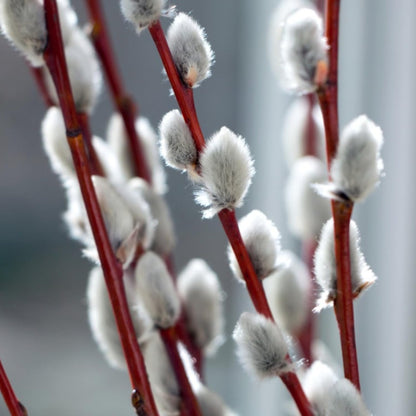 Pussy Willow Live Plant, 6-12 Inch Tall Shrub in 2.5 Inch Pot, Hardy Willow Tree for Spring Blooms and Garden Borders