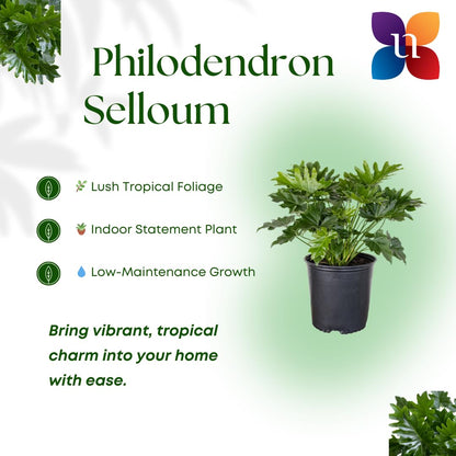 United Nursery Philodendron Selloum Live Plant 26-32 inches Tall Live Indoor Tree Philodendron 10 inch Plant Pot Large Air Purifying Floor Plant for Office, Patio or Home Decor