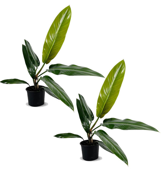 LEAL PLANTS ECUADOR Philodendron Bicolor (Pack of 2) Live Plant| Heart-Shaped Indoor Greenery | Lush Air-Purifying Plant for Indoor Spaces |Unique Gift for Plant Lovers