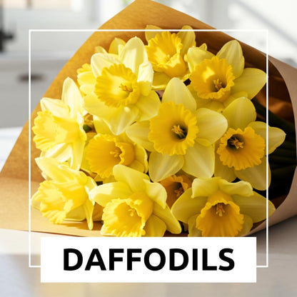 Cupids Embrace Double Daffodil Bulbs for Planting - Top Size Bulbs - Stunning Colors (10 Bulbs)