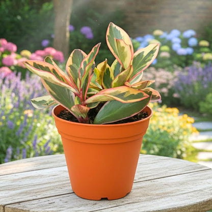 Peperomia Rainbow Plant Live, Variegated Foliage Indoor Houseplant, 4-7 Inches in Height, 3.5 Inch Pot for Planting