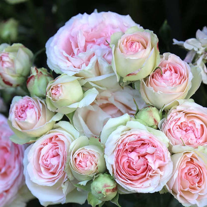 Heirloom Climbing Roses, Live Own Root Plant for Outdoor Garden, Eden Climber®, Lightly Fragrant, Hardiness Zones 5-10, Repeat Blooming