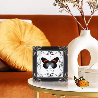 Butterfly Framed Decoration Handmade Taxidermy Butterfly Shadow Box Collection Framed Butterfly Taxidermy for Gothic Home Decor